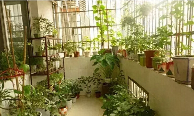 母亲的菜畦(图1)